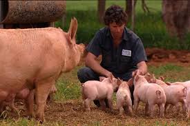 Farmer feeding piglets