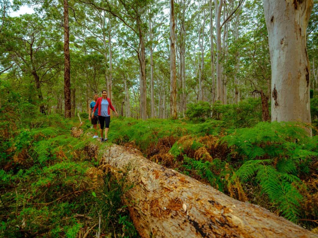 Couple walking on log at Boranup Karri Forest, part of the Leeuwin-Naturaliste National Park