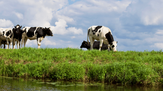 Dairy cows eating green grass next to river