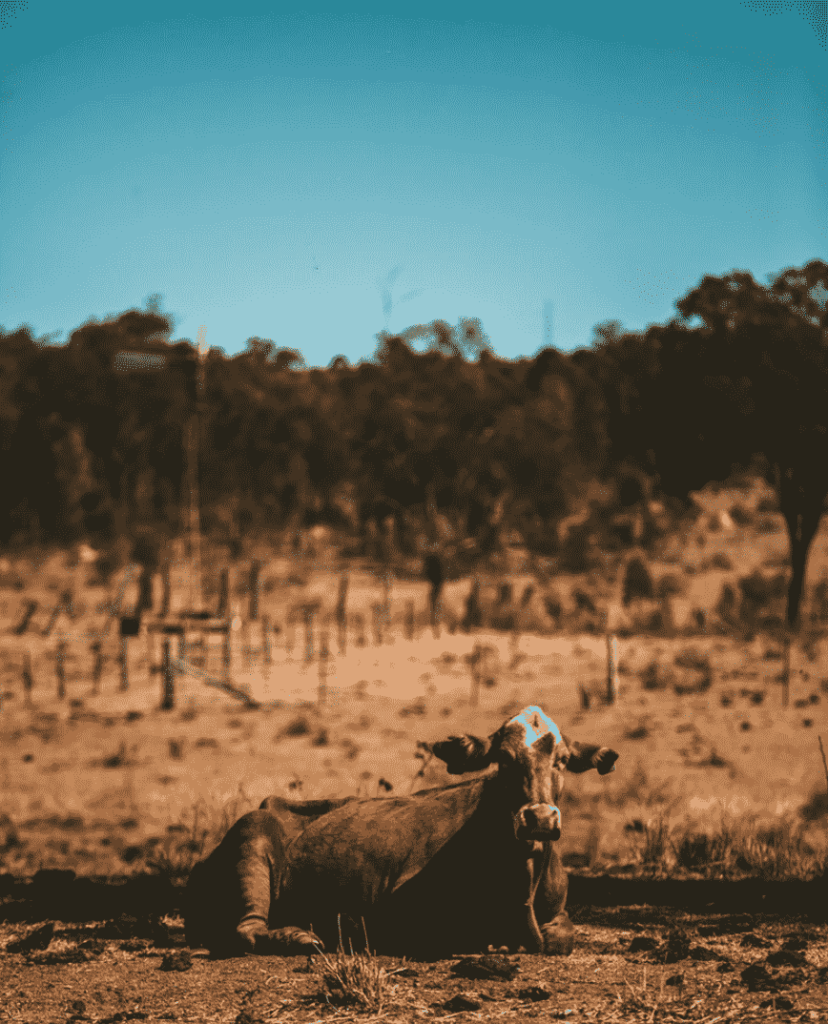 Brown cow in outback Australia with blue skies