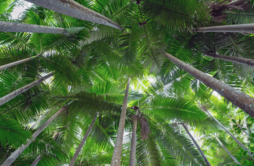 A natural grove of Alexandra palms growing in the Cairns swampland reserve.