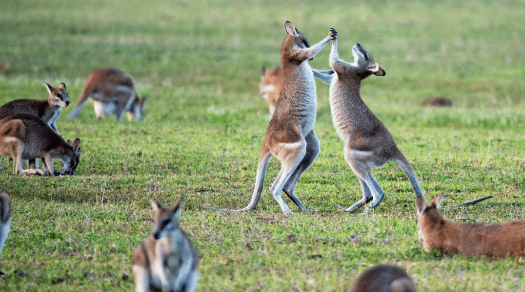 Two wild wallabies are actually testing each other’s strength